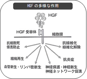 HGFの多様な作用