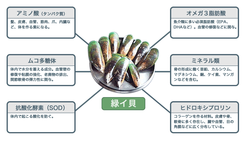 毎日摂りたい緑イ貝の主な栄養成分